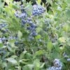 Alpha Draper Blueberry -Selected Garden & Outdoor Stores dbb