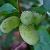 Potomac® Paw Paw -Selected Garden & Outdoor Stores ddddpawapaw