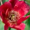 Paeonia Delavayi -Selected Garden & Outdoor Stores delavyi
