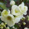 Double Take Eternal White™ Flowering Quince -Selected Garden & Outdoor Stores dtew