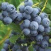 Duke Blueberry 2 Duke Blueberry -Selected Garden & Outdoor Stores duke dew drops full