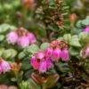 Dwarf Lingonberry -Selected Garden & Outdoor Stores dwarf lingonberry