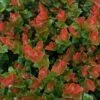 Scarlet Ovation Huckleberry -Selected Garden & Outdoor Stores e183 1