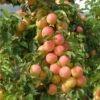 Lucky Asian Plum Bundle No. 1 -Selected Garden & Outdoor Stores early golden 1