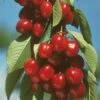 Vandalay Cherry -Selected Garden & Outdoor Stores early burlat cherry 450x d5e01485 b31c 4738 a2e1 f8bc4a4db9b4