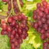 Einset Seedless Grape (Non Certified) -Selected Garden & Outdoor Stores einset grape 1 648327ec 2c41 4396 a0ec 946aecfe0cb9