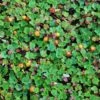 Emerald Carpet Raspberry -Selected Garden & Outdoor Stores emeraldcarpet