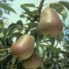 Harrow Delight European Pear 2 Harrow Delight European Pear -Selected Garden & Outdoor Stores epear harrow delightr