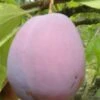 Ersinger European Plum -Selected Garden & Outdoor Stores ersinger