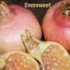 Eversweet Pomegranate -Selected Garden & Outdoor Stores eversweet