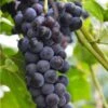 Faith Seedless Grape 2 Faith Seedless Grape -Selected Garden & Outdoor Stores faith grape