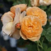 FLAVORETTE™ Honey-Apricot Rose -Selected Garden & Outdoor Stores falvapri2