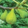 Lattarula Fig -Selected Garden & Outdoor Stores fg201 EG figs varieties 5