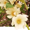 Michelia Doltsopa "Fairy Cream" -Selected Garden & Outdoor Stores fmcream