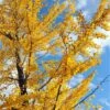 Male Ginkgo -Selected Garden & Outdoor Stores ginkgo autumn gold 1