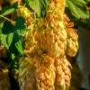 Golden Hops -Selected Garden & Outdoor Stores golden hops 1