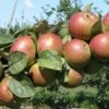 Combination Cider Apple Tree (3 Varieties) -Selected Garden & Outdoor Stores granniwinkle 1