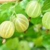 Pixwell Gooseberry -Selected Garden & Outdoor Stores green gooseberry