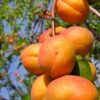 Harglow Apricot -Selected Garden & Outdoor Stores harglow apricot