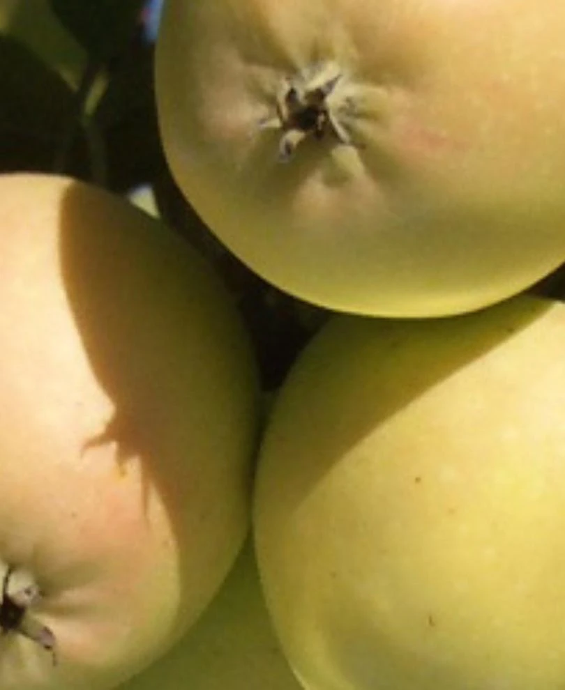 Harrison Cider Apple 4 Harrison Cider Apple - Image 2