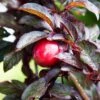 Hollywood Asian Plum -Selected Garden & Outdoor Stores hollywood plum 1 1