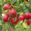 Akane And Honeycrisp Mini Orchard Bundle (3 Trees) -Selected Garden & Outdoor Stores honeycrisp