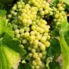 Hope Seedless Grape -Selected Garden & Outdoor Stores hope grape 1