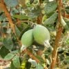 Ramsey Guava 1 Ramsey Guava -Selected Garden & Outdoor Stores how to grow pineapple guava feijoa feature 24034da0 14c5 469f a6d0 4e2c550b3709