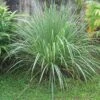 Lemon Grass 2 Lemon Grass -Selected Garden & Outdoor Stores httpraintreenursery netplemon grass1 1