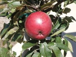 Arkansas Black Apple