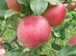 Wolf River Apple -Selected Garden & Outdoor Stores httpraintreenursery.netpa720s wolfriver1 cc2662c6 b61b 4ab0 b8a8 42e171eb72fb