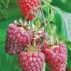 Tulameen Raspberry -Selected Garden & Outdoor Stores httpraintreenursery.netpbest tulameen1
