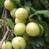 Yellow Roadside Plum -Selected Garden & Outdoor Stores httpraintreenursery.netpc324