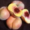 Sweet Bagel Peach -Selected Garden & Outdoor Stores httpraintreenursery.netpc545 peach
