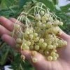 Goldbeere Elderberry -Selected Garden & Outdoor Stores httpraintreenursery.netpe031goldbeere