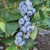 Liberty Blueberry -Selected Garden & Outdoor Stores httpraintreenursery.netpe246 liberty blue