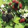 Loch Ness Thornless Blackberry 1 Loch Ness Thornless Blackberry -Selected Garden & Outdoor Stores httpraintreenursery.netpe550 021