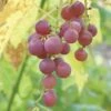 Hungarian Seedless Grape -Selected Garden & Outdoor Stores httpraintreenursery.netphungarian grape2