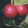 Chilean Guava -Selected Garden & Outdoor Stores httpraintreenursery.netpj370 01 gigapixel standard scale 6 00x f7aebaa5 0173 44b7 bd25 672bc05c5819