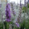 Fred Boutin Lavender -Selected Garden & Outdoor Stores httpraintreenursery.netpl515 01 gigapixel standard scale 6 00x 21e727e7 2313 40ca 8f1e 36e5936f6c61