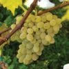 Neptune Seedless Grape -Selected Garden & Outdoor Stores httpraintreenursery.netpneptunegrape1