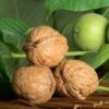 Ambassador Walnut -Selected Garden & Outdoor Stores httpraintreenursery.netpwalnuts