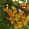 Hunza Apricot -Selected Garden & Outdoor Stores hunza apricot