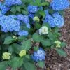 Double Down® Hydrangea -Selected Garden & Outdoor Stores hydd