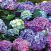L.A. Dreamin’® Hydrangea -Selected Garden & Outdoor Stores hylad