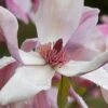 Daybreak Magnolia -Selected Garden & Outdoor Stores iStock 542290630 1920x1280 1