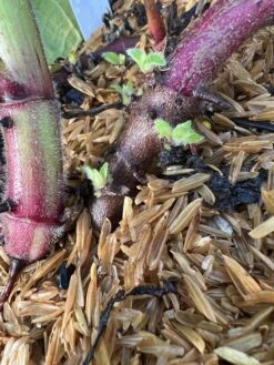 Purple Yacon 7 Purple Yacon -Selected Garden & Outdoor Stores image 82187f30 873f 47de 989e 30847d731294 3