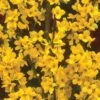 Alpha Gold Tide™ Forsythia -Selected Garden & Outdoor Stores image 9c37b531 d340 4111 a1b8 f454f1ac113a 1