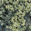 Alpha Variegated Boxwood -Selected Garden & Outdoor Stores image c6b849d7 3f1e 49ed a861 9944f09d7091 1