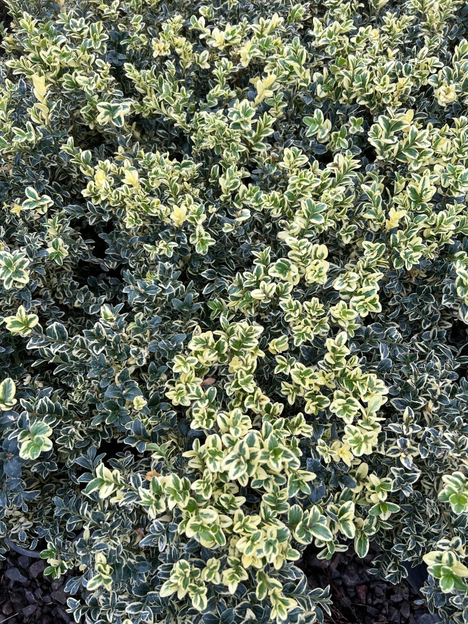 Alpha Variegated Boxwood 3 Alpha Variegated Boxwood